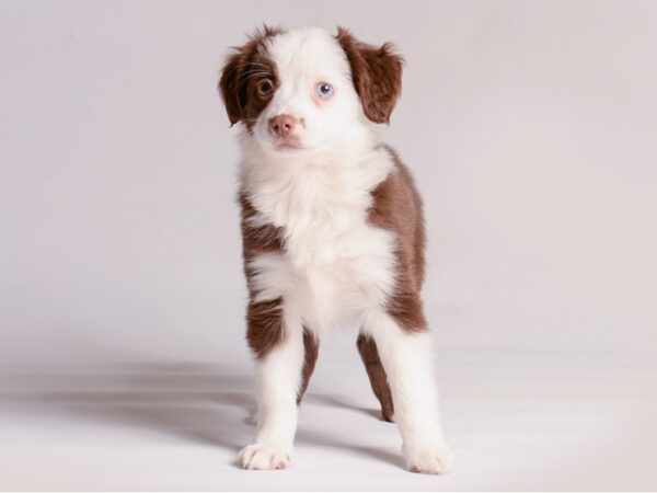 [#20863] Chocolate / White Female Miniature Australian Shepherd Puppies for Sale