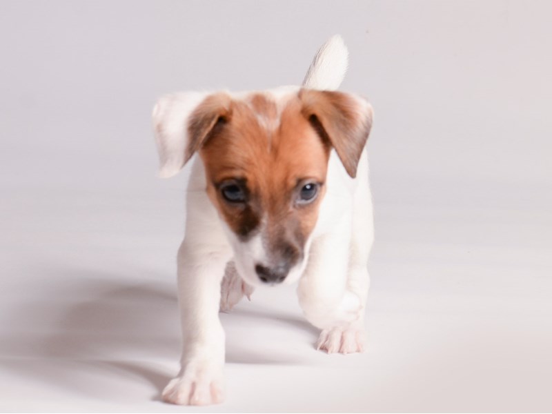 Jack Russell Terrier - 20862 Image #1
