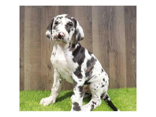 [#20880] Merlequin Male Great Dane Puppies for Sale