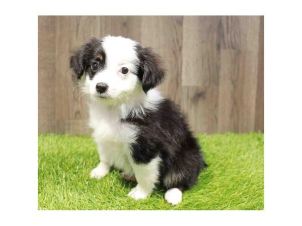 [#20885] Black Female Miniature Australian Shepherd Puppies for Sale