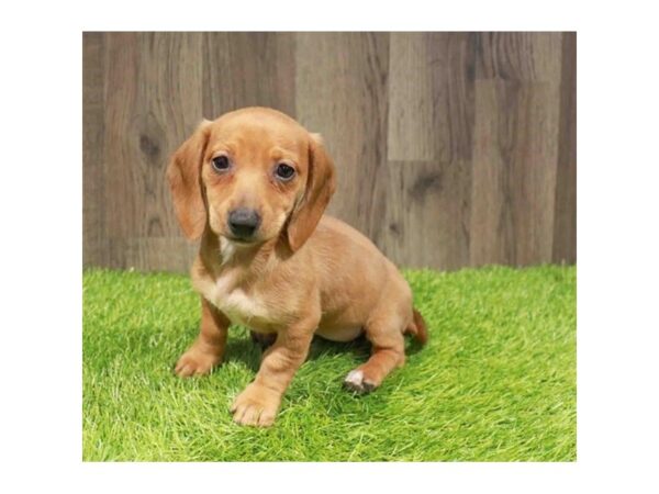 [#20879] Red Female Dachshund Puppies for Sale