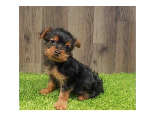[#20884] Black / Tan Female Yorkshire Terrier Puppies for Sale