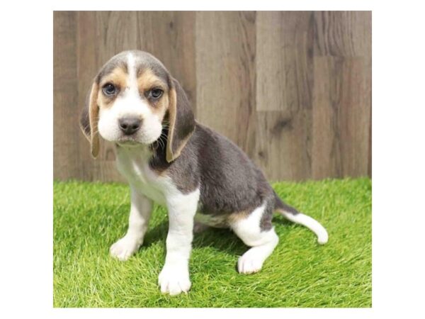 [#20878] Blue White / Tan Female Beagle Puppies for Sale