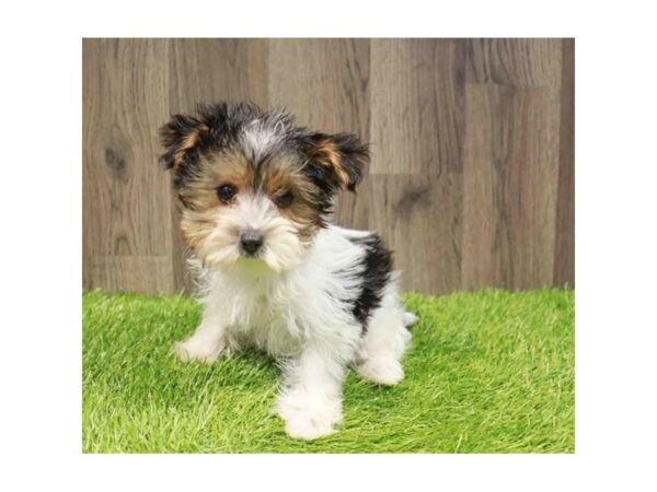 [#20882] Black / Tan Female Yorkshire Terrier Puppies for Sale