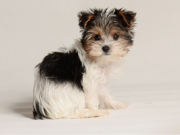 [#20882] Black / Tan Female Yorkshire Terrier Puppies for Sale
