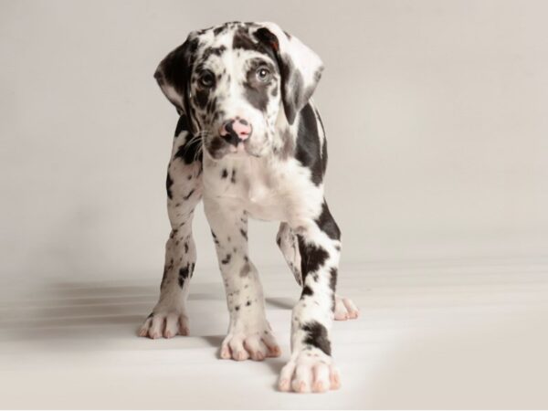 [#20880] Merlequin Male Great Dane Puppies for Sale