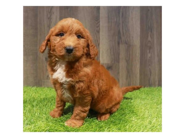 [#20889] Red Female Goldendoodle Mini Puppies for Sale
