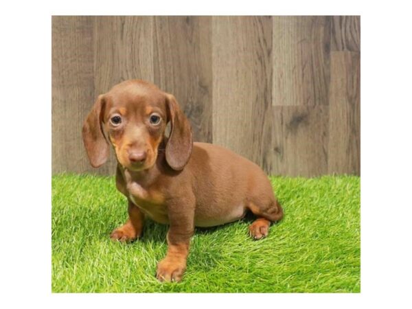 [#20892] Chocolate / Tan Female Dachshund Puppies for Sale