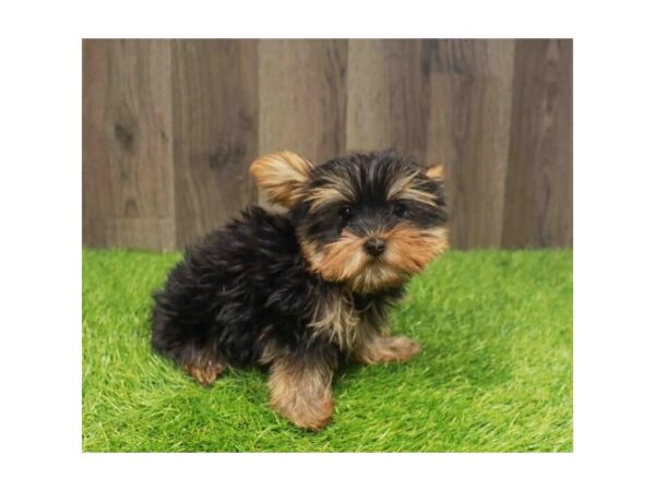 [#20888] Black / Tan Female Yorkshire Terrier Puppies for Sale