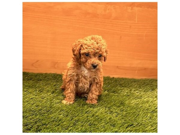 [#22891] Red Male Poodle/Bichon Frise Puppies for Sale
