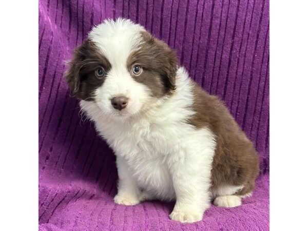 [#20890] Red / White Female Miniature Australian Shepherd Puppies for Sale