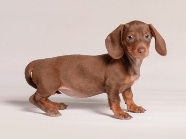 [#20892] Chocolate / Tan Female Dachshund Puppies for Sale