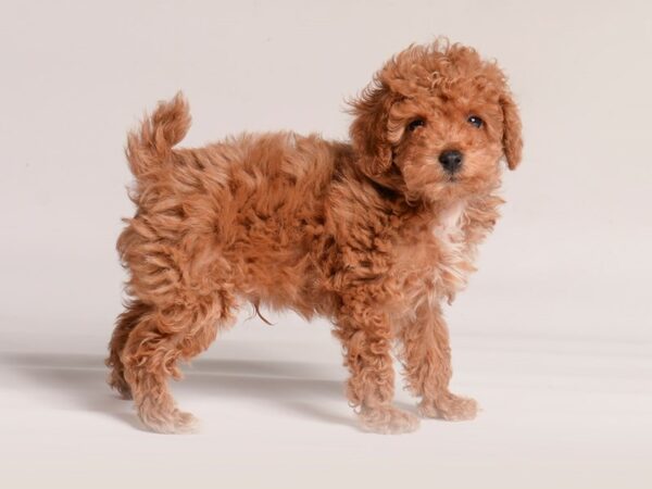 [#20891] Red Male Poodle/Bichon Frise Puppies for Sale
