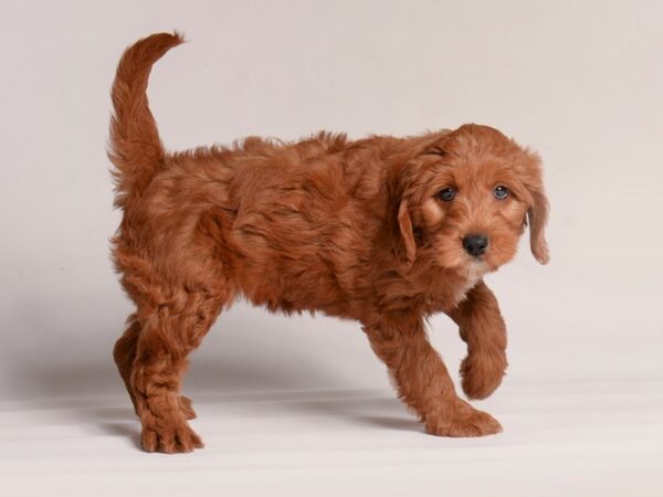 [#20889] Red Female Goldendoodle Mini Puppies for Sale