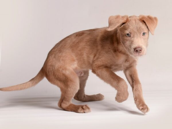 [#20894] Brown Male AAP Lab Mix Puppies for Sale