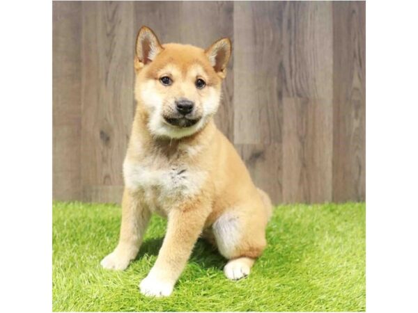 [#20903] Red Sesame Male Shiba Inu Puppies for Sale