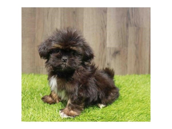 [#20907] Brindle Male Teddy Bear Puppies for Sale