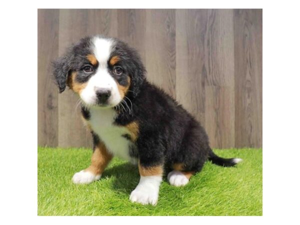 [#20904] Tri-Colored Female Bernese Mountain Dog Puppies for Sale
