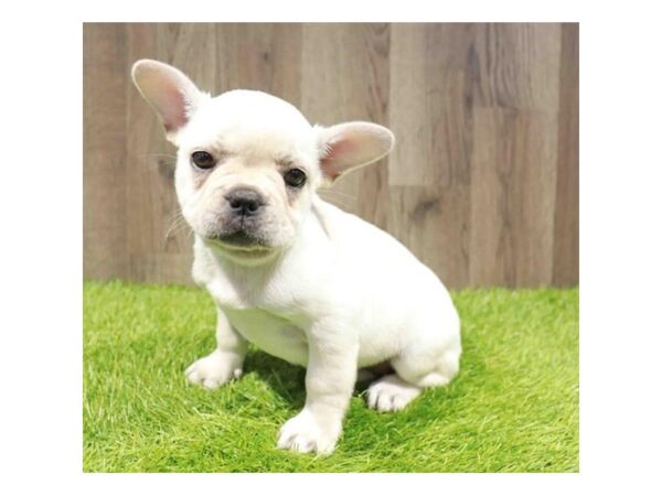 [#20900] Cream Female French Bulldog Puppies for Sale