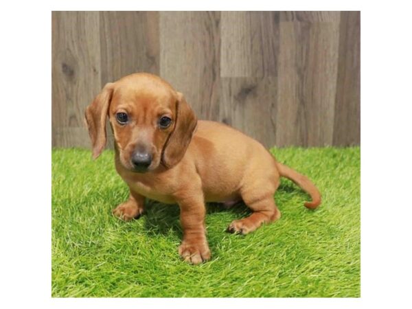 [#20898] Red Male Dachshund Puppies for Sale