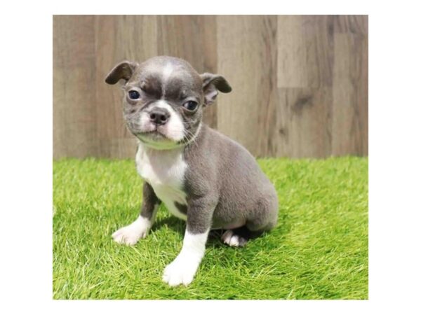 [#20905] Blue Brindle Female Boston Terrier Puppies for Sale