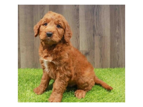 [#20909] Red Male Goldendoodle Mini Puppies for Sale