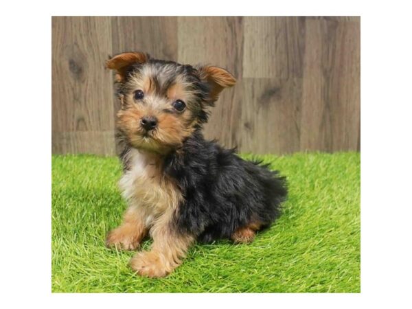 [#20906] Black / Tan Male Yorkshire Terrier Puppies for Sale