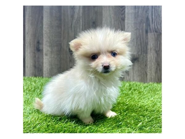 [#20902] Cream Female Pomeranian Puppies for Sale