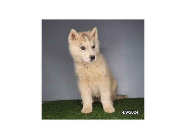 [#20912] Gray / White Male Siberian Husky Puppies for Sale