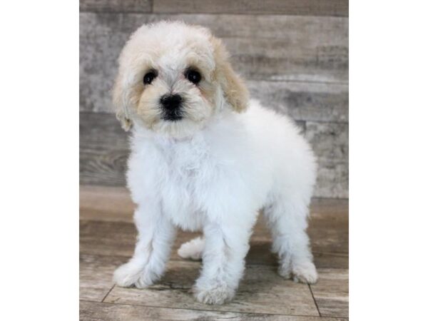 [#20913] Cream Female Poodle Puppies for Sale