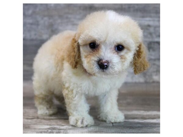 [#20914] Cream Male Poodle Puppies for Sale