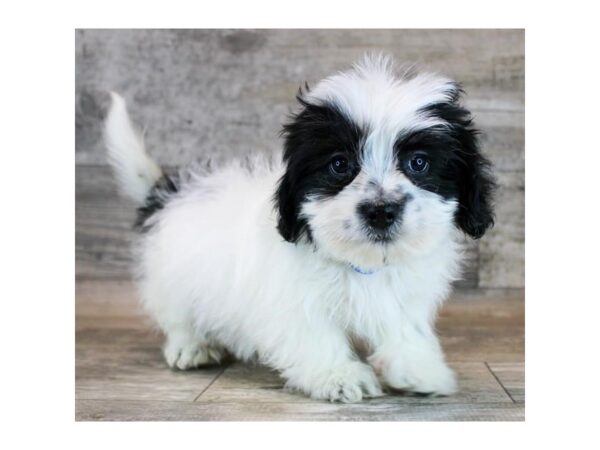 [#20917] Black / White Male Teddy Bear Puppies for Sale