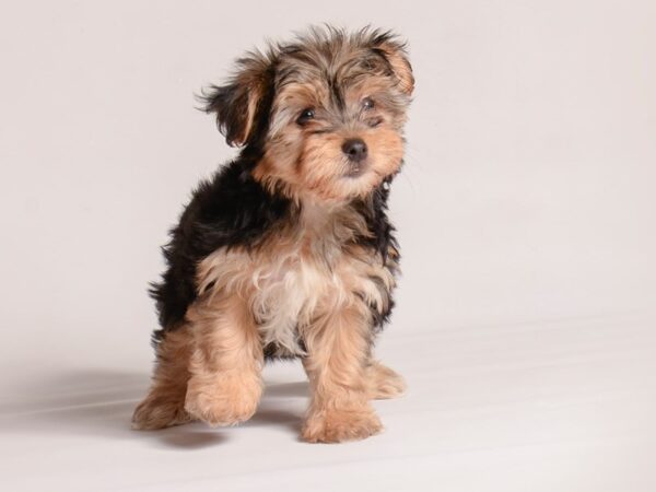 [#20918] Black and Tan Female Morkie Puppies for Sale