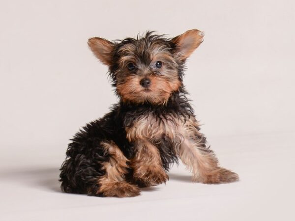 [#20916] Black / Tan Female Yorkshire Terrier Puppies for Sale