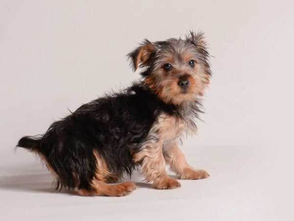 [#20915] Black / Tan Male Silky Terrier Puppies for Sale