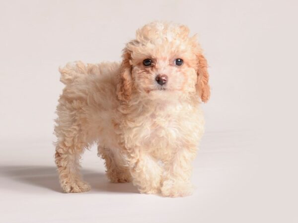 [#20914] Cream Male Poodle Puppies for Sale