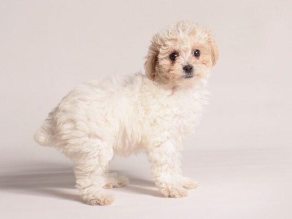 [#20913] Cream Female Poodle Puppies for Sale