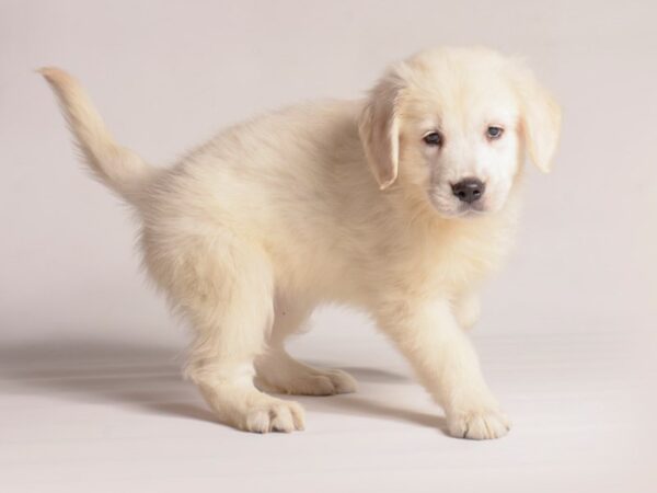 [#20911] Cream Female Golden Retriever Puppies for Sale