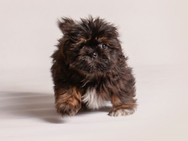 [#20907] Brindle Male Teddy Bear Puppies for Sale