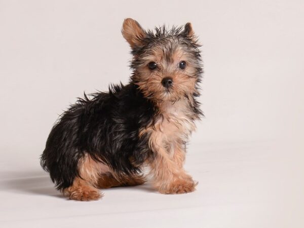 [#20906] Black / Tan Male Yorkshire Terrier Puppies for Sale