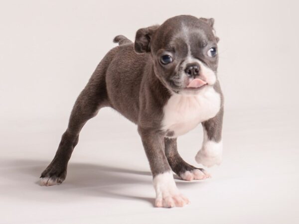 [#20905] Blue Brindle Female Boston Terrier Puppies for Sale