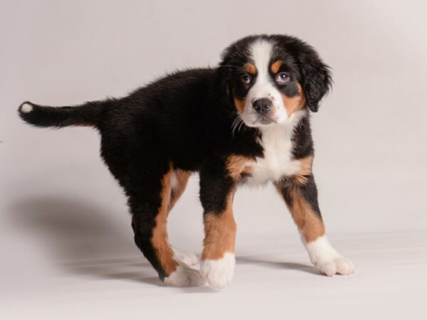[#20904] Tri-Colored Female Bernese Mountain Dog Puppies for Sale