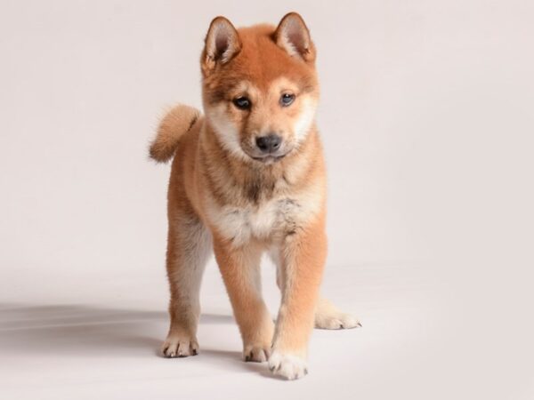 [#20903] Red Sesame Male Shiba Inu Puppies for Sale