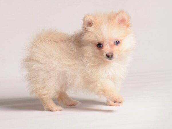 [#20902] Cream Female Pomeranian Puppies for Sale