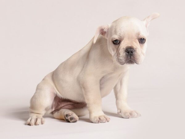 [#20900] Cream Female French Bulldog Puppies for Sale