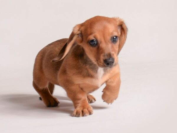 [#20899] Wild Boar Female Dachshund Puppies for Sale
