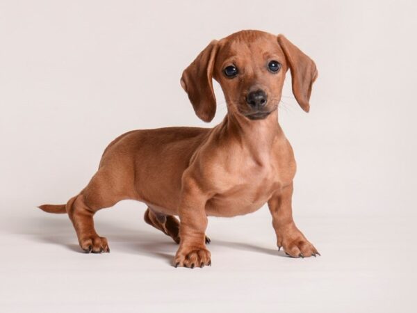 [#20898] Red Male Dachshund Puppies for Sale