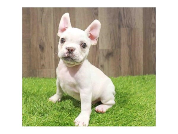 [#20925] White Male French Bulldog Puppies for Sale