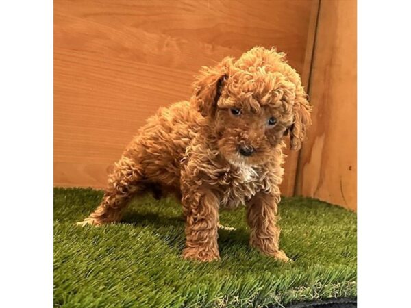 [#20928] Red Female Poodle Puppies for Sale