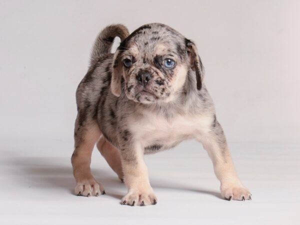 [#20931] Blue Female Puggle Puppies for Sale